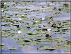 foto Lago di Fimon